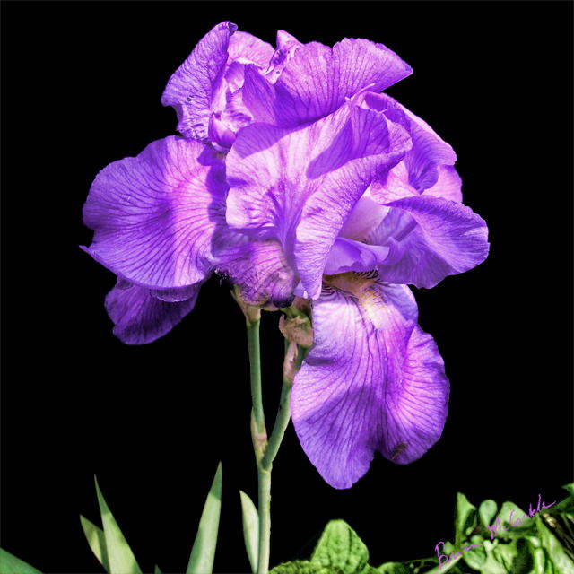 (image for) Purple Iris Bunch